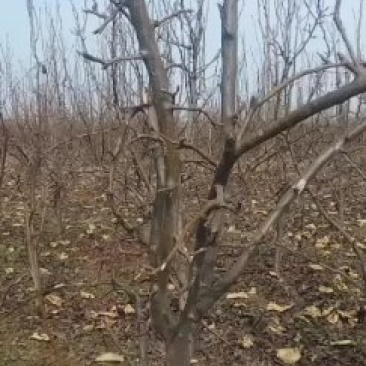 精品梨树大量出售质量好价格美丽欢迎全国各地客商前来采购