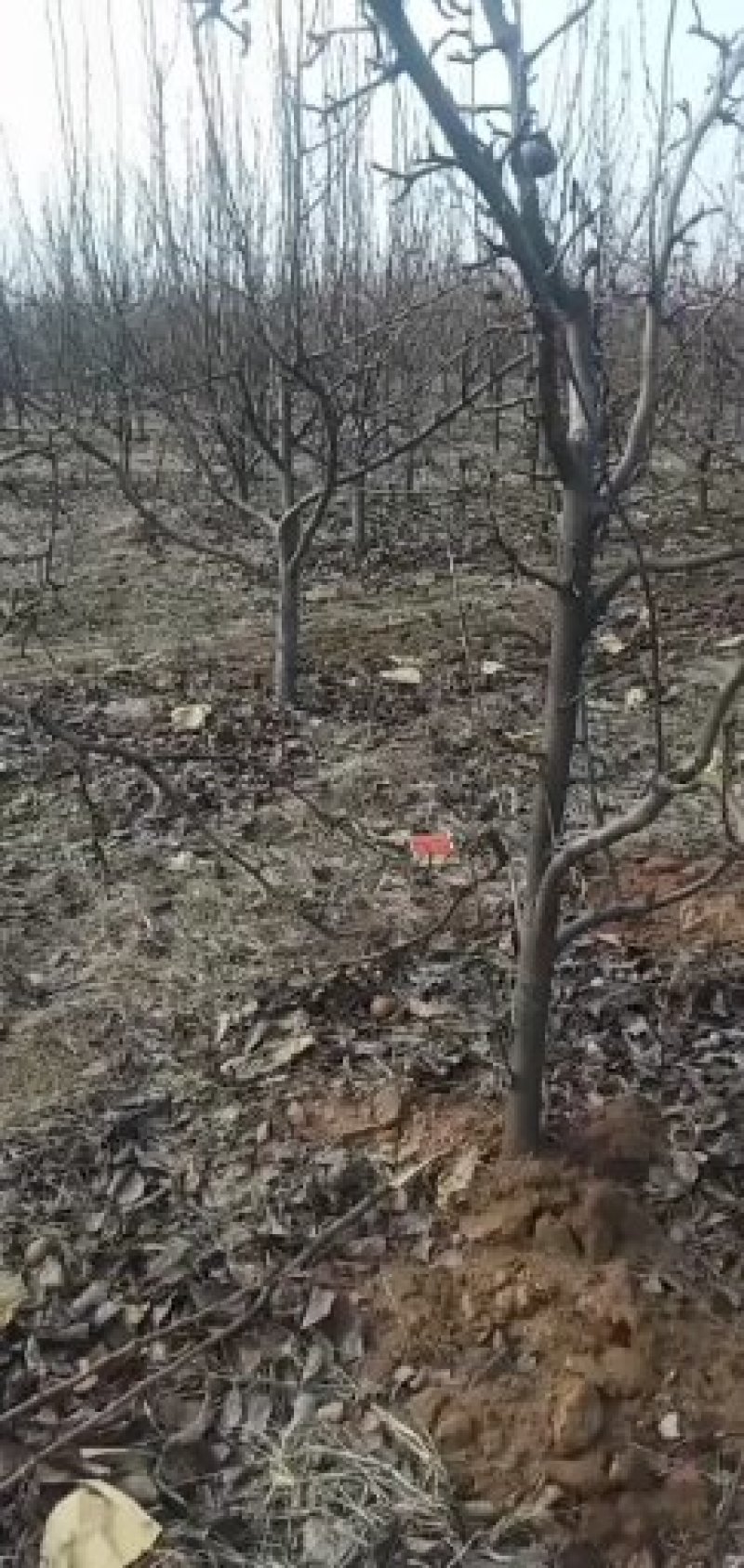 精品梨树大量出售质量好价格美丽欢迎全国各地客商前来采购