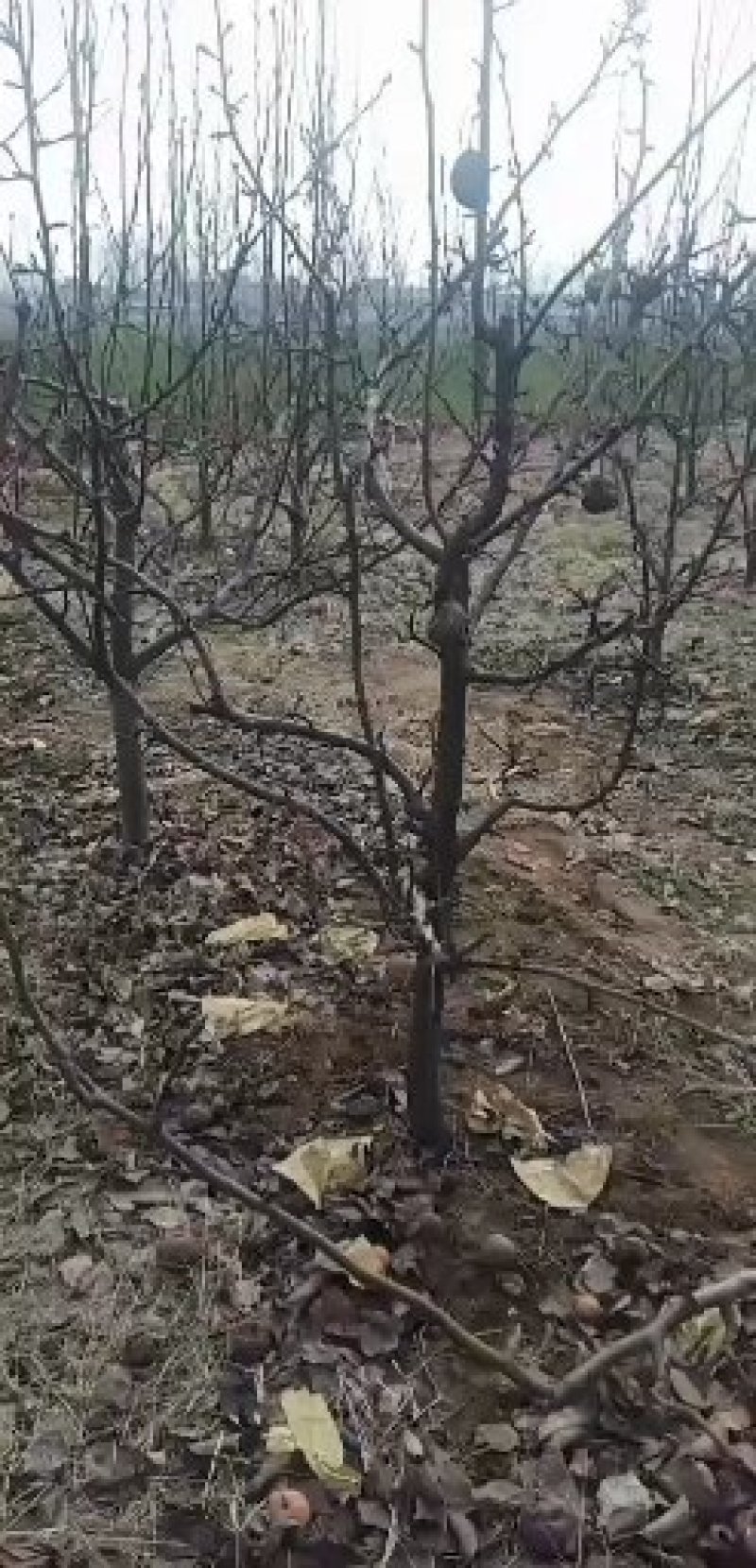 精品梨树大量出售质量好价格美丽欢迎全国各地客商前来采购