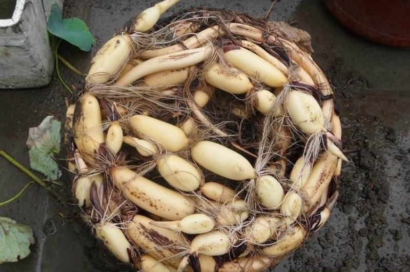 食用藕种苗高产莲藕种根批发基地直发口感好可观赏产莲子