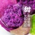 精选紫薯瓦岗红薯现挖红薯批发零售均可