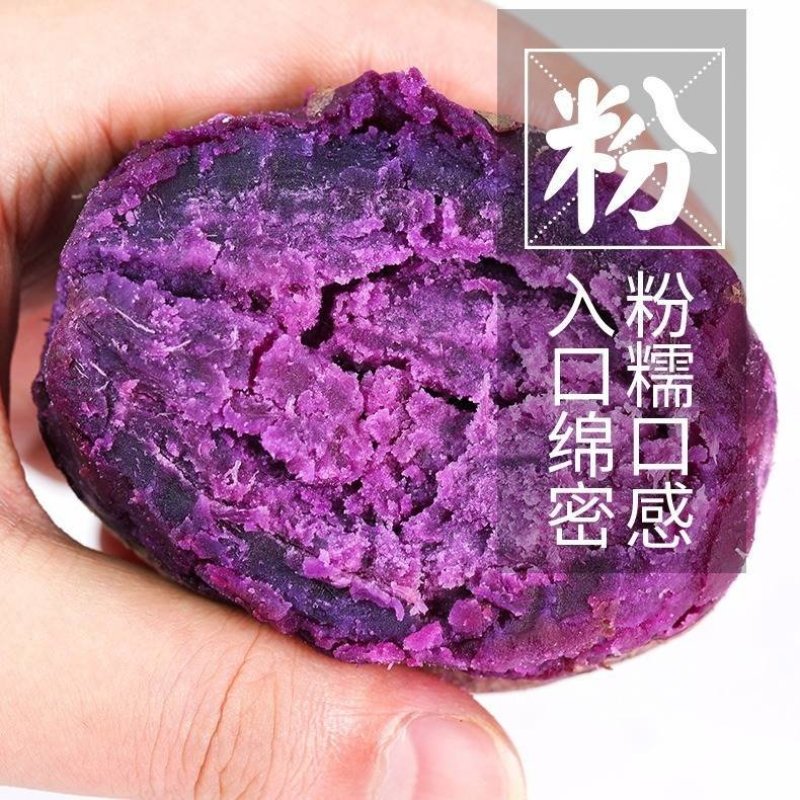 精选紫薯瓦岗红薯现挖红薯批发零售均可