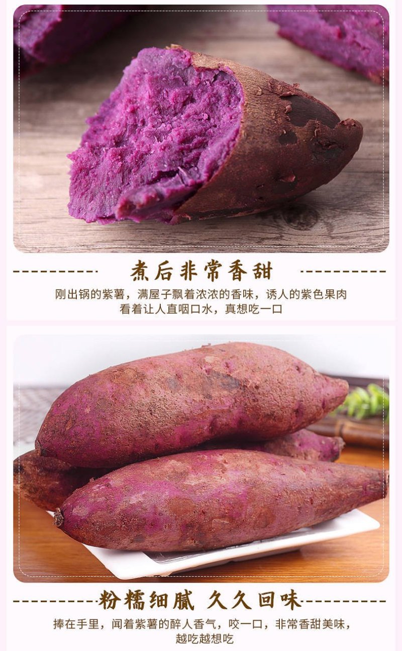 精选紫薯瓦岗红薯现挖红薯批发零售均可