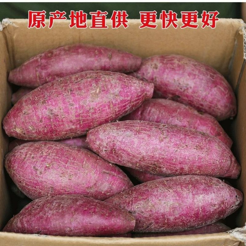精选紫薯瓦岗红薯现挖红薯批发零售均可