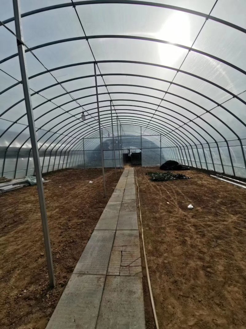种植单体棚，大棚骨架。生产厂家。直接供货