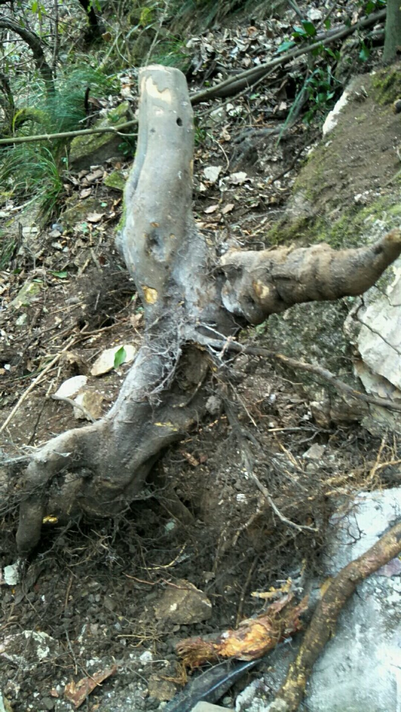 金蛋子下山桩