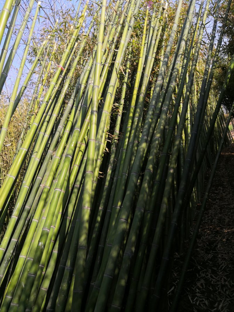 毛竹苗移植毛竹苗大毛竹楠竹毛竹移植苗楠竹苗移植