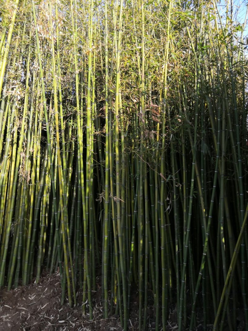 毛竹苗移植毛竹苗大毛竹楠竹毛竹移植苗楠竹苗移植