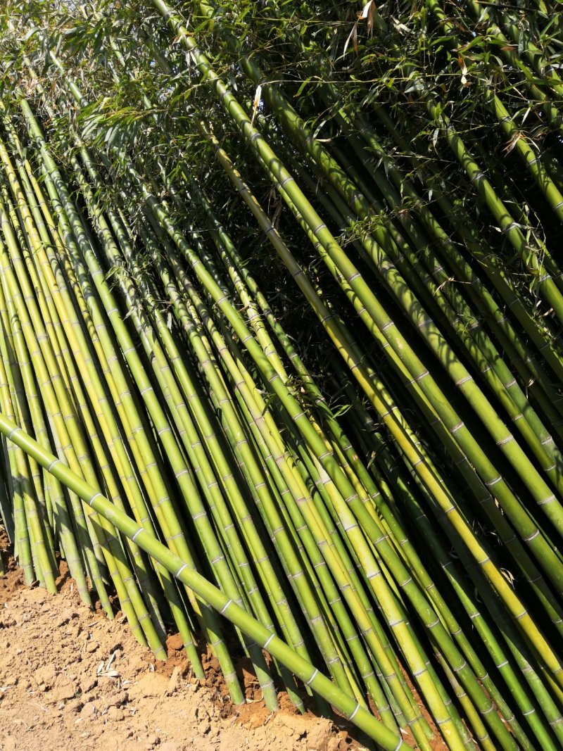 毛竹苗移植毛竹苗大毛竹楠竹毛竹移植苗楠竹苗移植