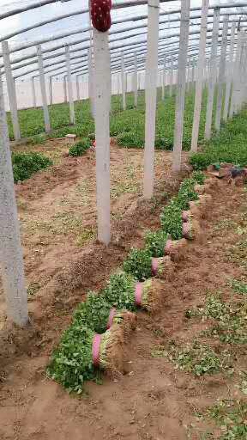 【香菜】大叶香菜，15-35公分，量大质优产地直发