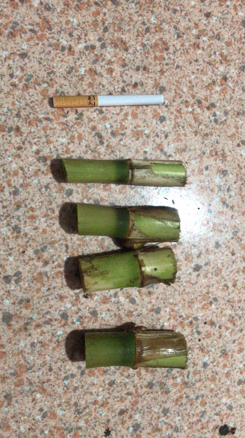 绿洲一号菌草芦竹，耐寒耐旱