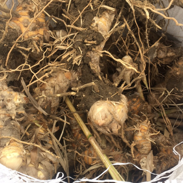 绿洲一号菌草芦竹，耐寒耐旱