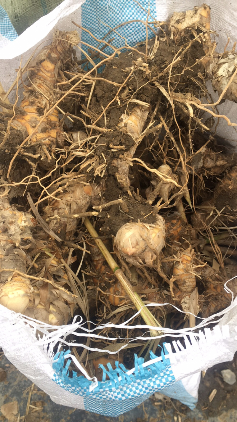 绿洲一号菌草芦竹，耐寒耐旱