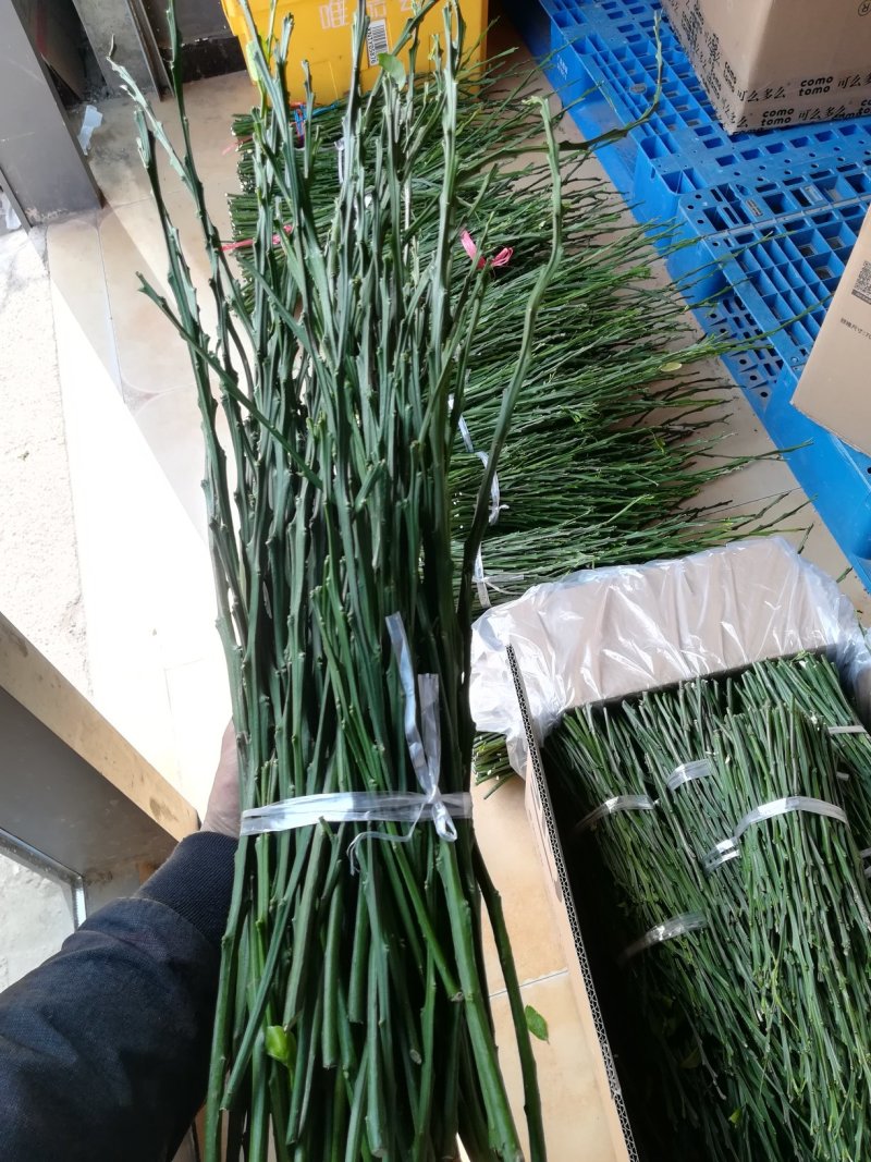 金秋砂糖橘芽条，嫁接枝条，精选老熟秋稍