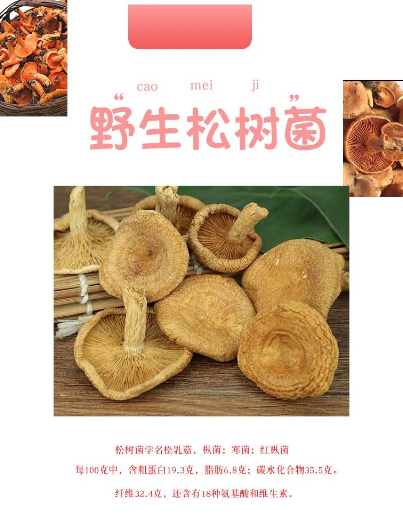 湖北干雁来蕈雁鹅菌谷熟菌铜绿枞菌松乳菇寒菌菌松树菌