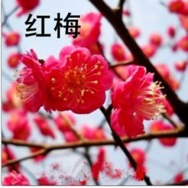 嫁接红梅花树苗红梅腊梅绿梅美人梅榆叶梅苗庭院盆栽绿化苗木
