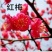 嫁接红梅花树苗红梅腊梅绿梅美人梅榆叶梅苗庭院盆栽绿化苗木