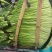 现在蒜苔大量上市中可以来市场考察一下蒜苔口齐口嫩
