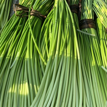 现在蒜苔大量上市中可以来市场考察一下蒜苔口齐口嫩