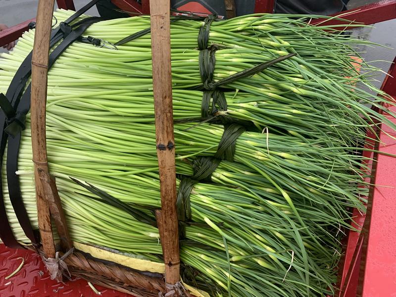 现在蒜苔大量上市中可以来市场考察一下蒜苔口齐口嫩