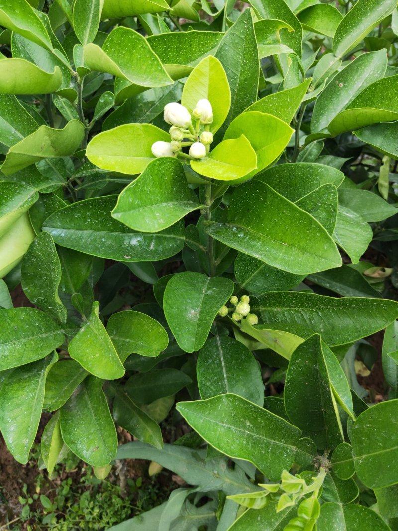 泰国红宝石柚子苗，泰国青柚苗，越南青柚苗，三红蜜柚苗，沙