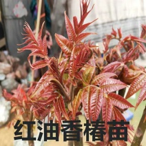 红油香椿树苗香椿苗树南方北方种植食用红芽香椿芽盆栽地栽苗