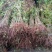 红油香椿树苗香椿苗树南方北方种植食用红芽香椿芽盆栽地栽苗