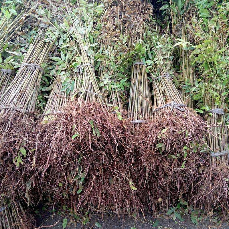 红油香椿树苗香椿苗树南方北方种植食用红芽香椿芽盆栽地栽苗