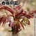 红油香椿树苗香椿苗树南方北方种植食用红芽香椿芽盆栽地栽苗