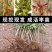 红油香椿树苗香椿苗树南方北方种植食用红芽香椿芽盆栽地栽苗