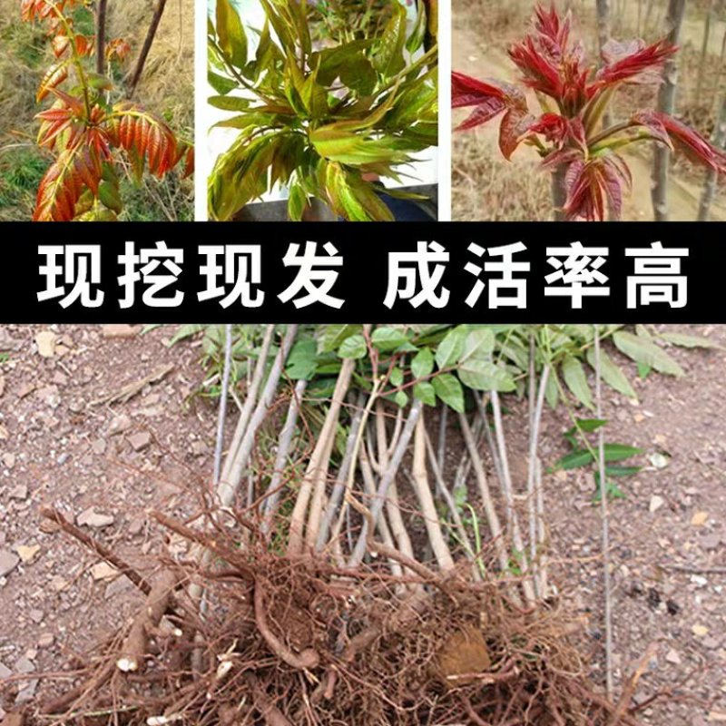 红油香椿树苗香椿苗树南方北方种植食用红芽香椿芽盆栽地栽苗