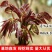 红油香椿树苗香椿苗树南方北方种植食用红芽香椿芽盆栽地栽苗