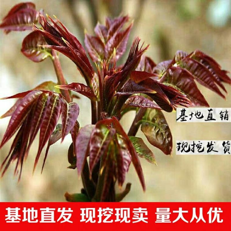红油香椿树苗香椿苗树南方北方种植食用红芽香椿芽盆栽地栽苗