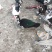 黑鸭公