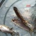 各种特色鱼苗，规格齐品种多，提供技朮指导，云，贵送货上门