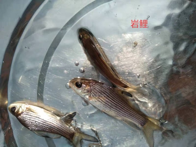 各种特色鱼苗，规格齐品种多，提供技朮指导，云，贵送货上门