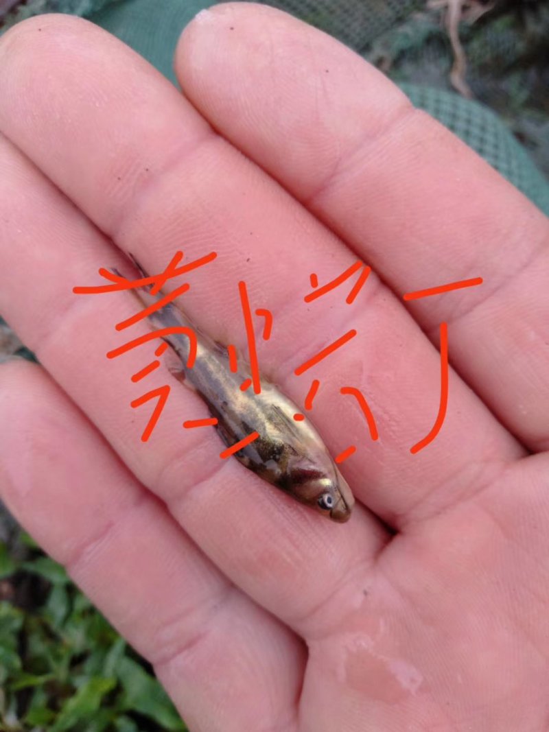 各种特色鱼苗，规格齐品种多，提供技朮指导，云，贵送货上门