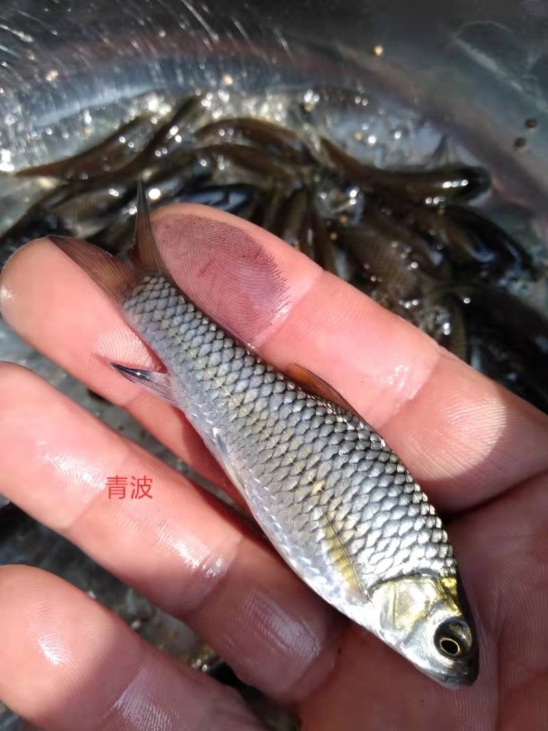 各种特色鱼苗，规格齐品种多，提供技朮指导，云，贵送货上门