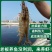 南美白对虾苗一代白对虾苗供应淡水虾苗白对虾苗