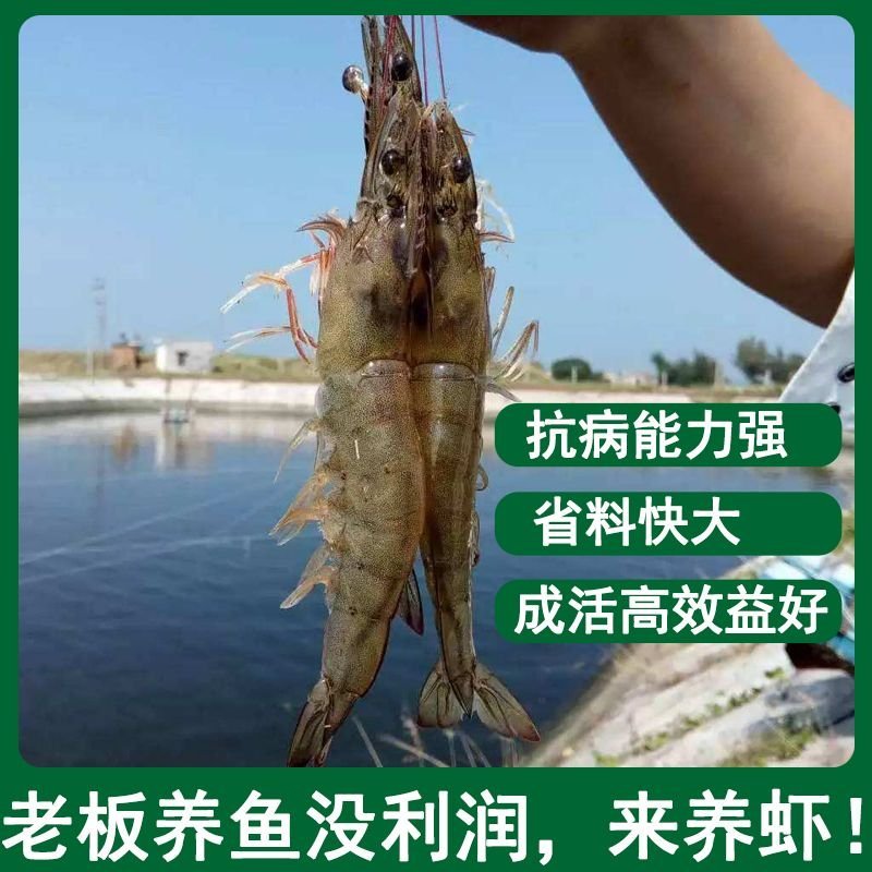 南美白对虾苗一代白对虾苗供应淡水虾苗白对虾苗