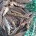 南美白对虾苗一代白对虾苗供应淡水虾苗白对虾苗