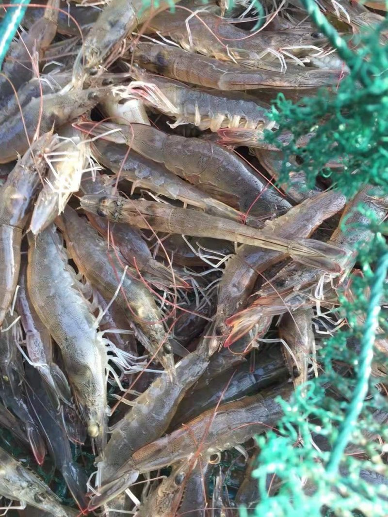 南美白对虾苗一代白对虾苗供应淡水虾苗白对虾苗