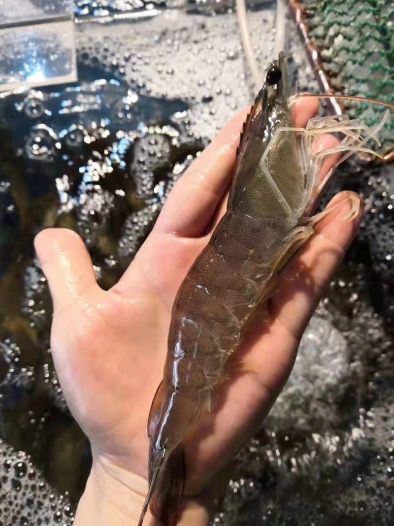 南美白对虾苗一代白对虾苗供应淡水虾苗白对虾苗