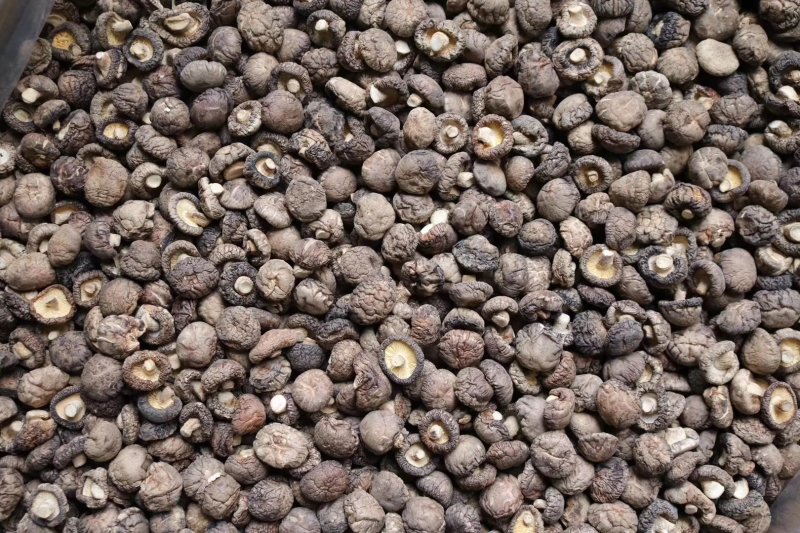 精选河南小号香菇干干度特干朵型均匀肉厚浑圆气味香浓