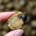 特大号山东全贝120头最大规格新鲜味道鲜美煲汤必备