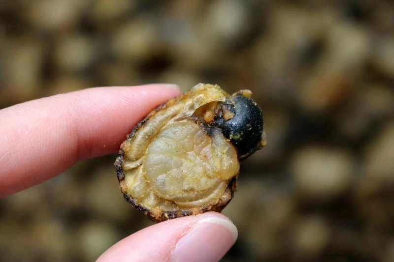 特大号山东全贝120头最大规格新鲜味道鲜美煲汤必备