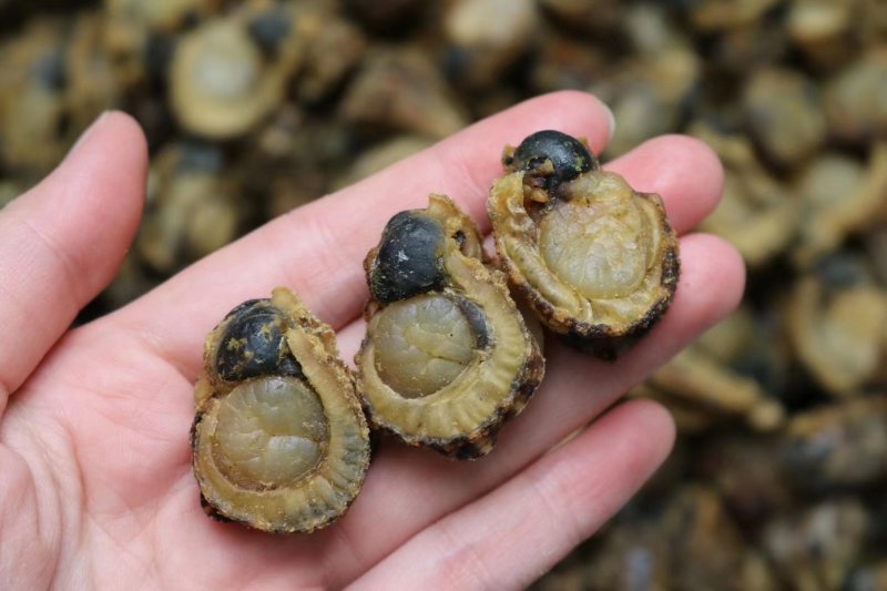 特大号山东全贝120头最大规格新鲜味道鲜美煲汤必备