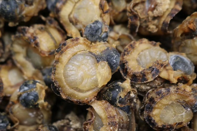 特大号山东全贝120头最大规格新鲜味道鲜美煲汤必备