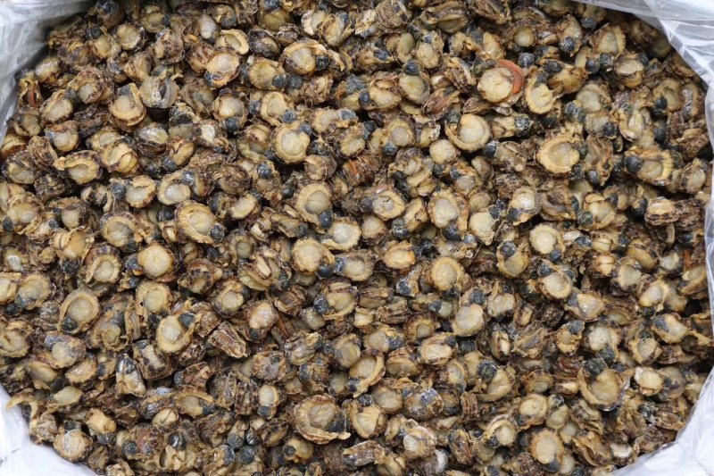 特大号山东全贝120头最大规格新鲜味道鲜美煲汤必备