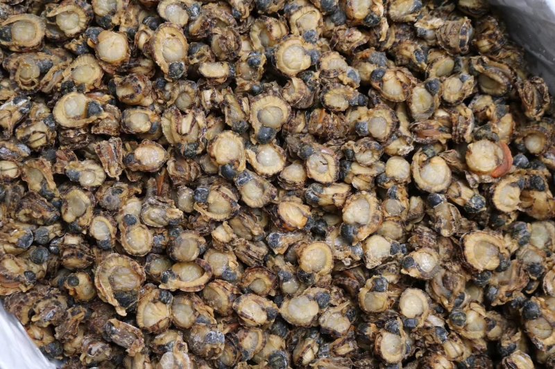 特大号山东全贝120头最大规格新鲜味道鲜美煲汤必备